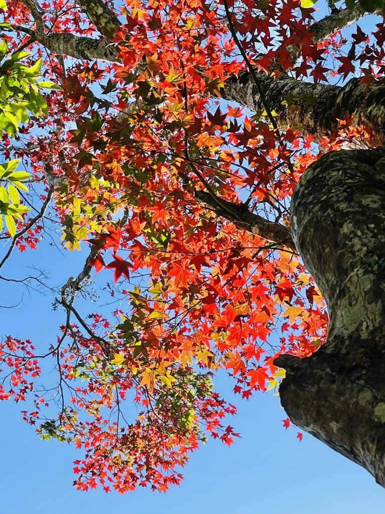 馬拉邦山-楓情萬種_1545588