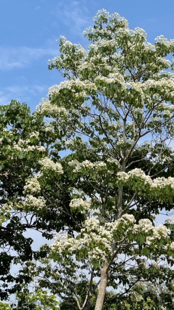 1100421三員縱走客家大院賞油桐花_1360054