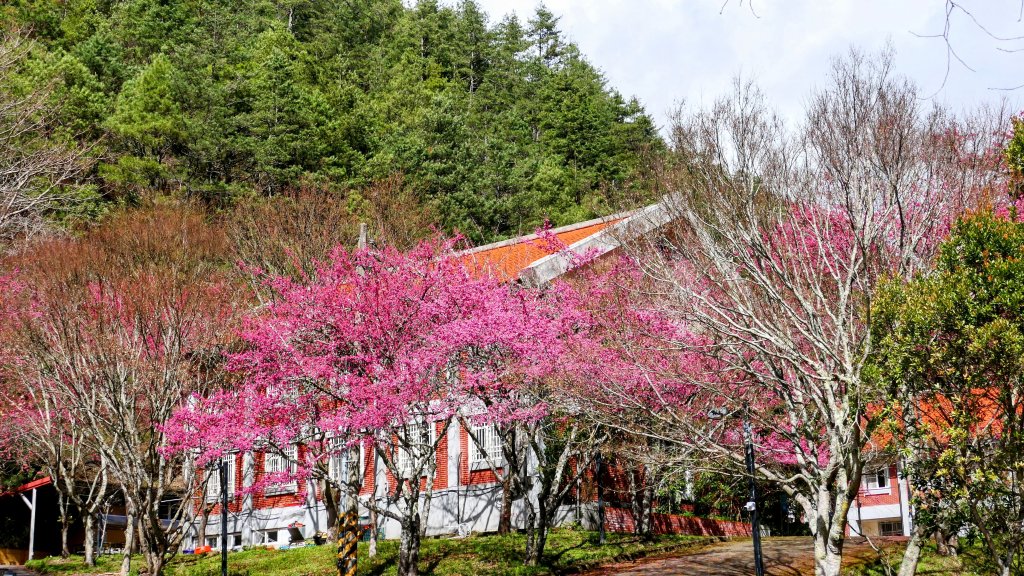 《踏莎行・武陵山櫻》_2712496