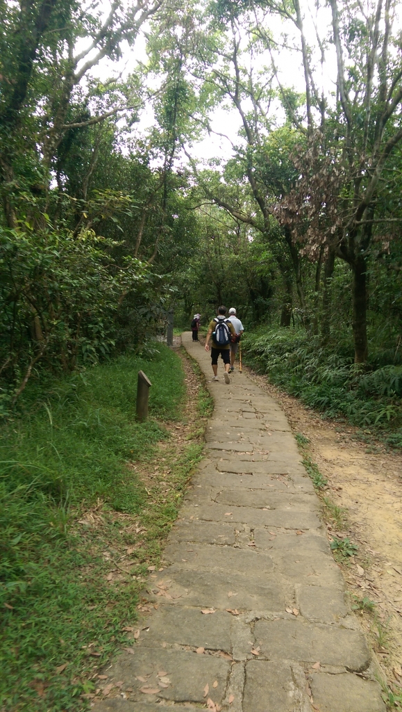 適合夏季健行的大崙頭尾山步道_57418