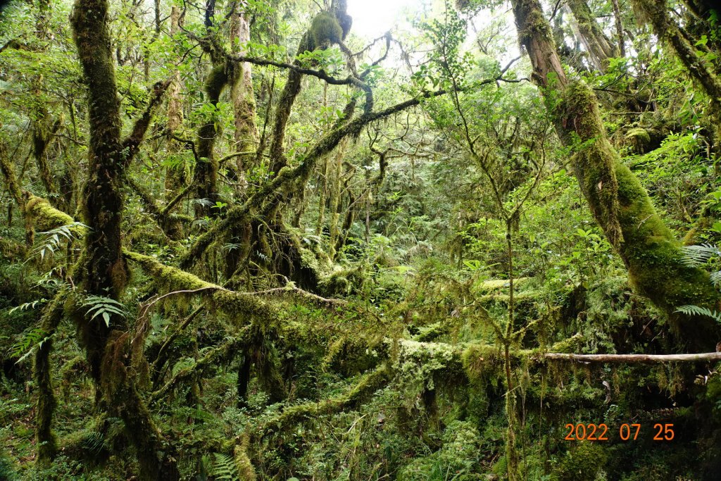 新北 烏來 拳頭母山_1778503