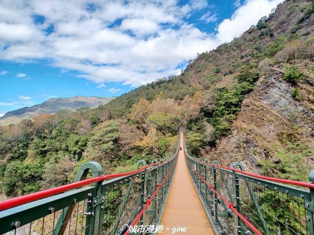 【南投仁愛】光影下的森林療育。 奧萬大國家森林遊樂區步道群封面圖