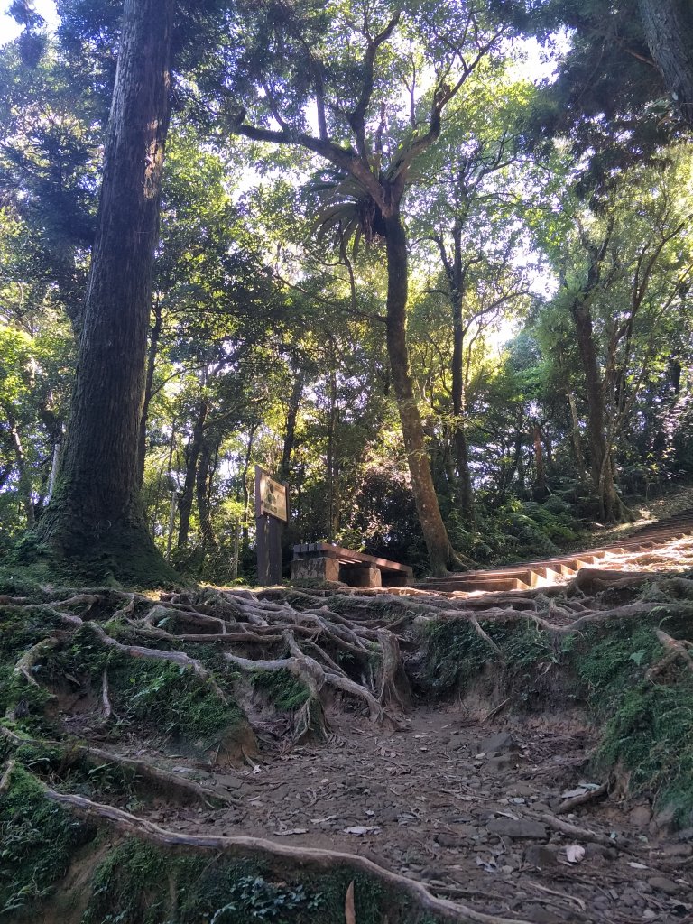 2020 10 28 東眼山自導式步道_1146660