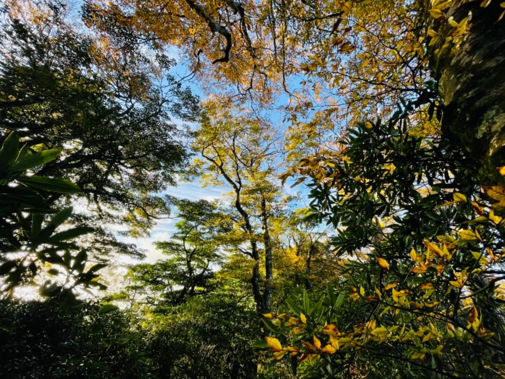 【內鳥嘴山】金黃色山毛櫸_1202579