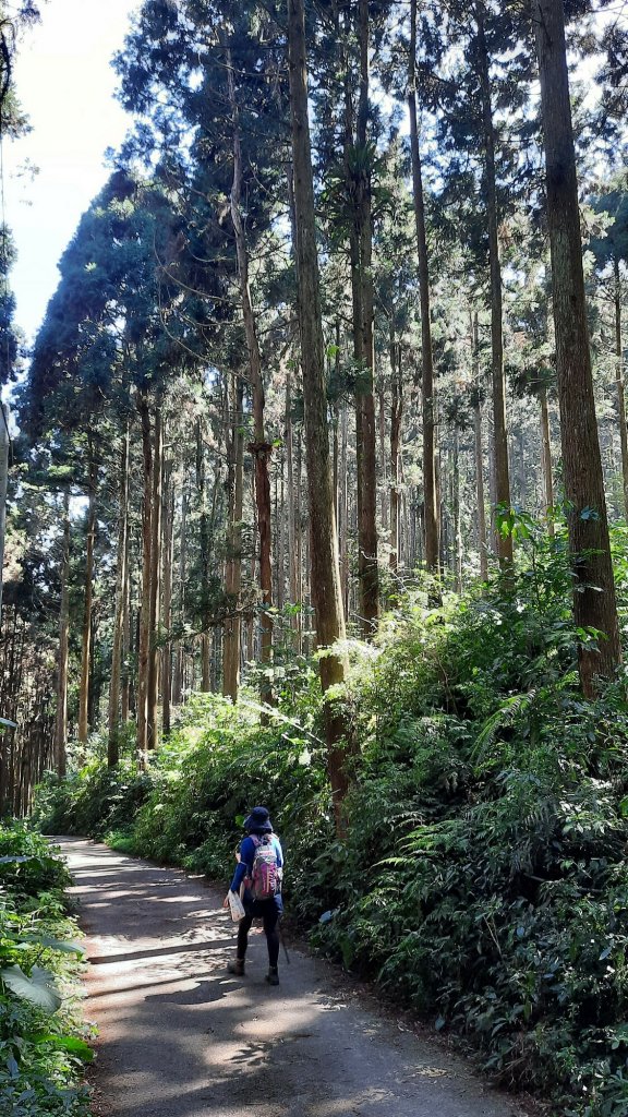 《南投》竹林台灣杉｜溪頭山竹崙山志騰山O繞20230218_2035894