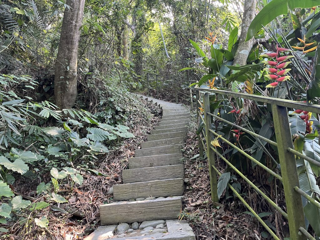 [百山百鳥尋旅-04/15] 2025_0817 龍過脈森林步道_2863269