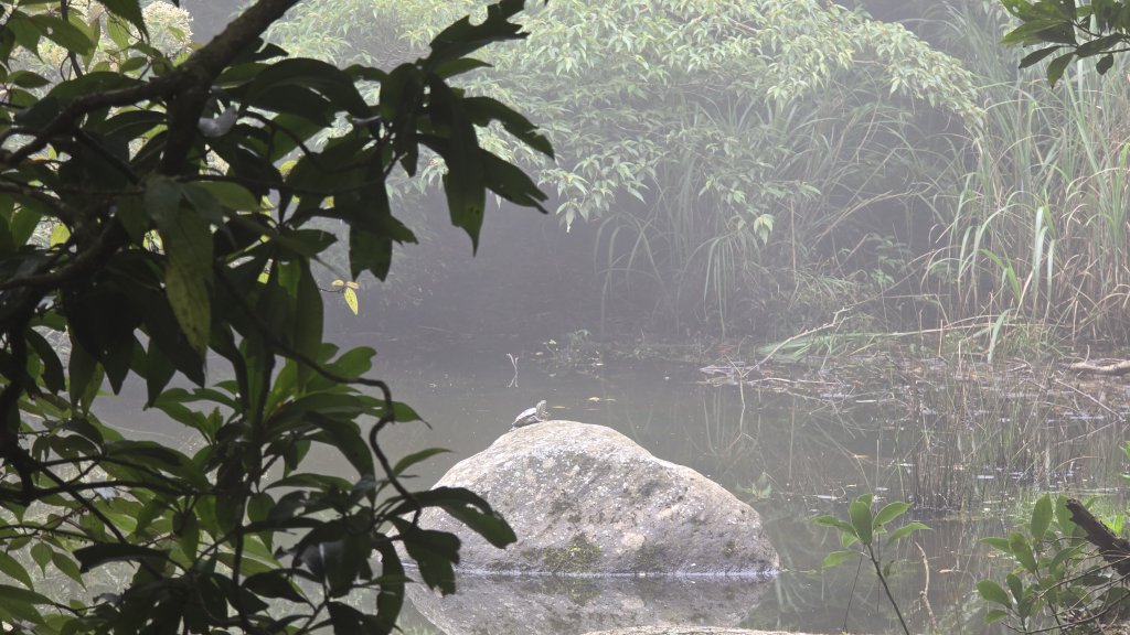 陽明山優質經典步道，興福寮古道，雲霧繚繞的向天池_2815637