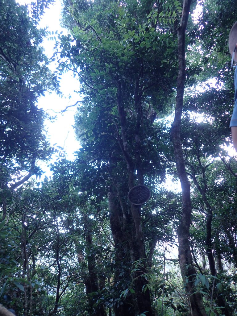 森林之木－浸水營的10種樹木_1112895