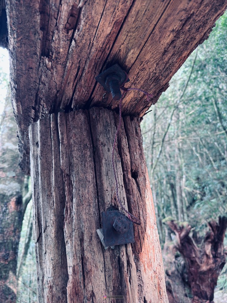 松鶴上八仙_2653178