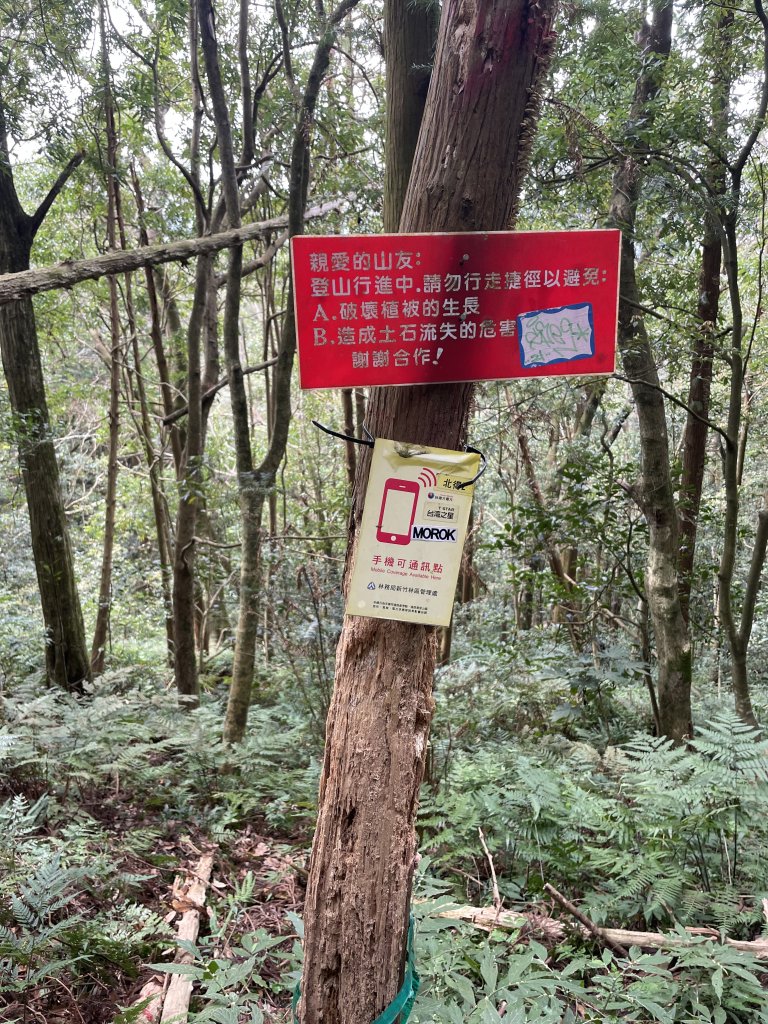 喜遇水晶蘭及翹距根結蘭-北得拉曼巨木步道1110310_1636056