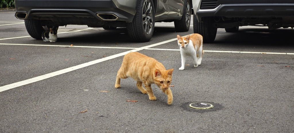 藤坪+猿山+六寮古道 O型-2026/07/26封面圖
