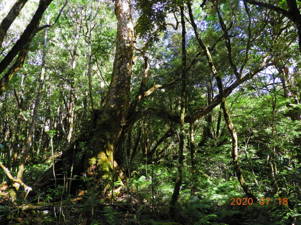 桃園 復興 把家灣山、低陸山_1036264