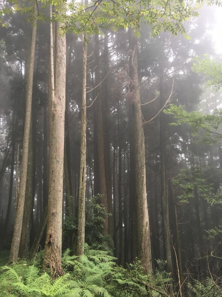 觀霧檜山巨木森林步道_171760