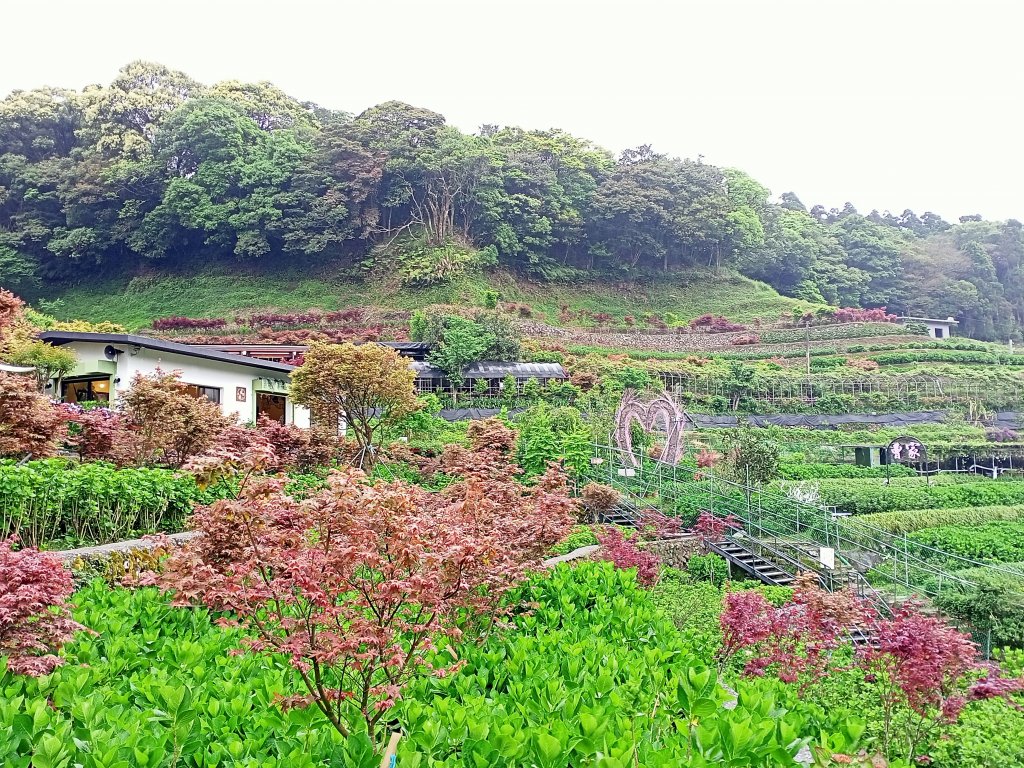 季春登高中正山步道→青楓步道→竹子湖封面圖