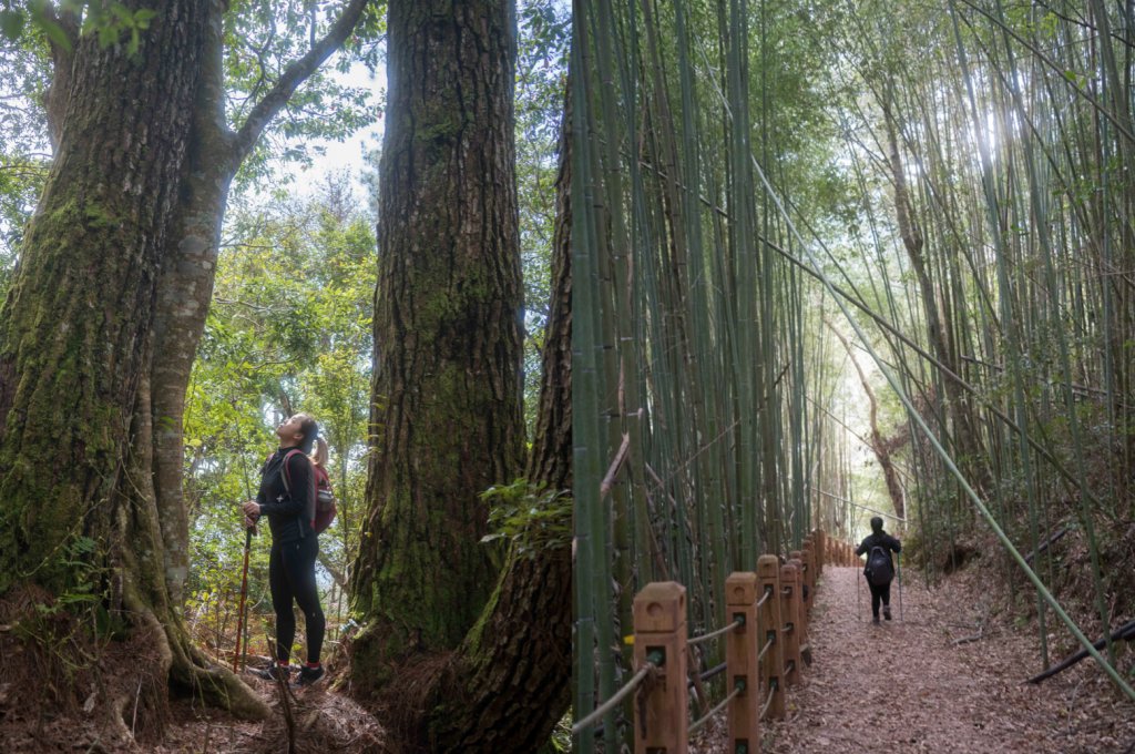 新竹芝生毛台山步道封面圖