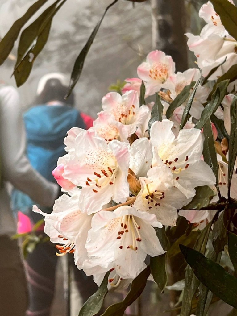 🌈3/29（六）巴蜈縱走~FB：熊熊趴爬走🌈_2749773