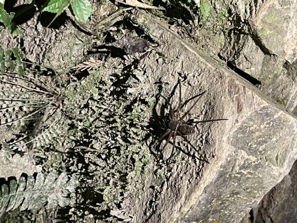 見證最美麗北大武山雲海、鐵杉_1318957