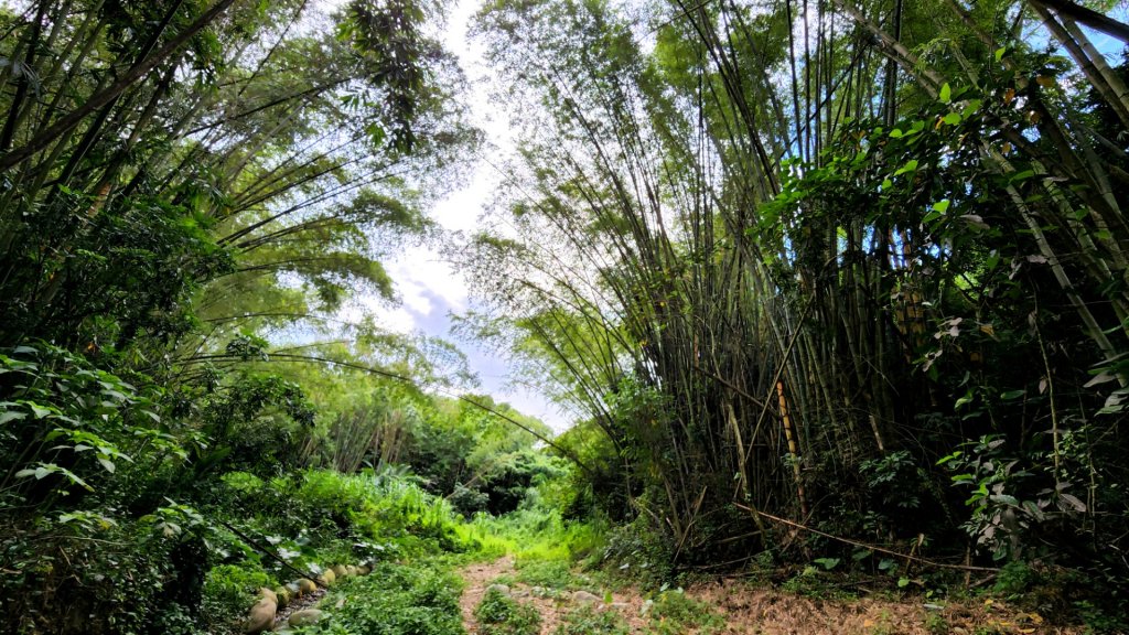 南投松柏坑山，登廟步道，賞茶步道，七星陣地公園，日月潭，彰化石牌坑古道_1801330