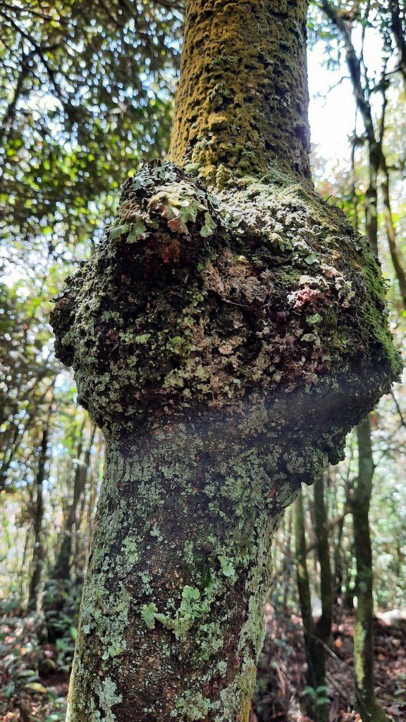 《台中》魔幻森林｜橫嶺山沙蓮山O型20210430_1367098