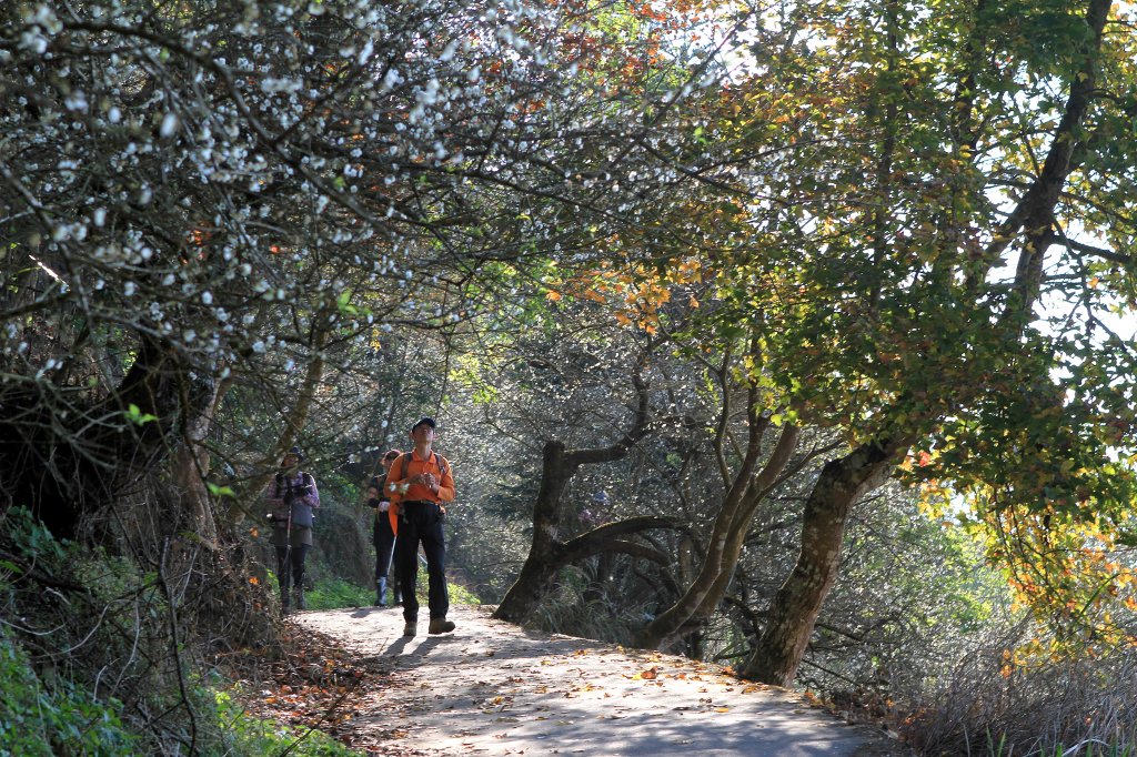 【臺南~楠西】梅嶺賞梅二~梅峰古道_1247031
