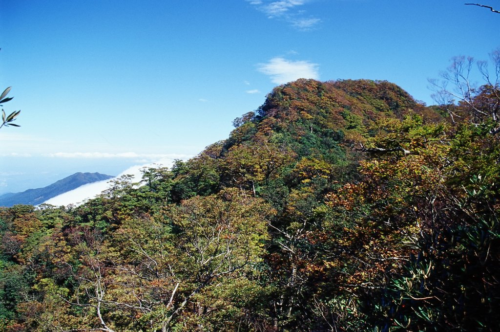 北插天山 - 金黃山毛櫸饗宴(民國93,94,95年)_1943706