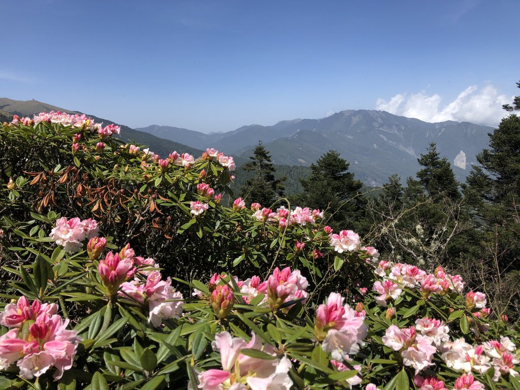 合歡百岳(東峰+石門山)賞杜鵑封面圖