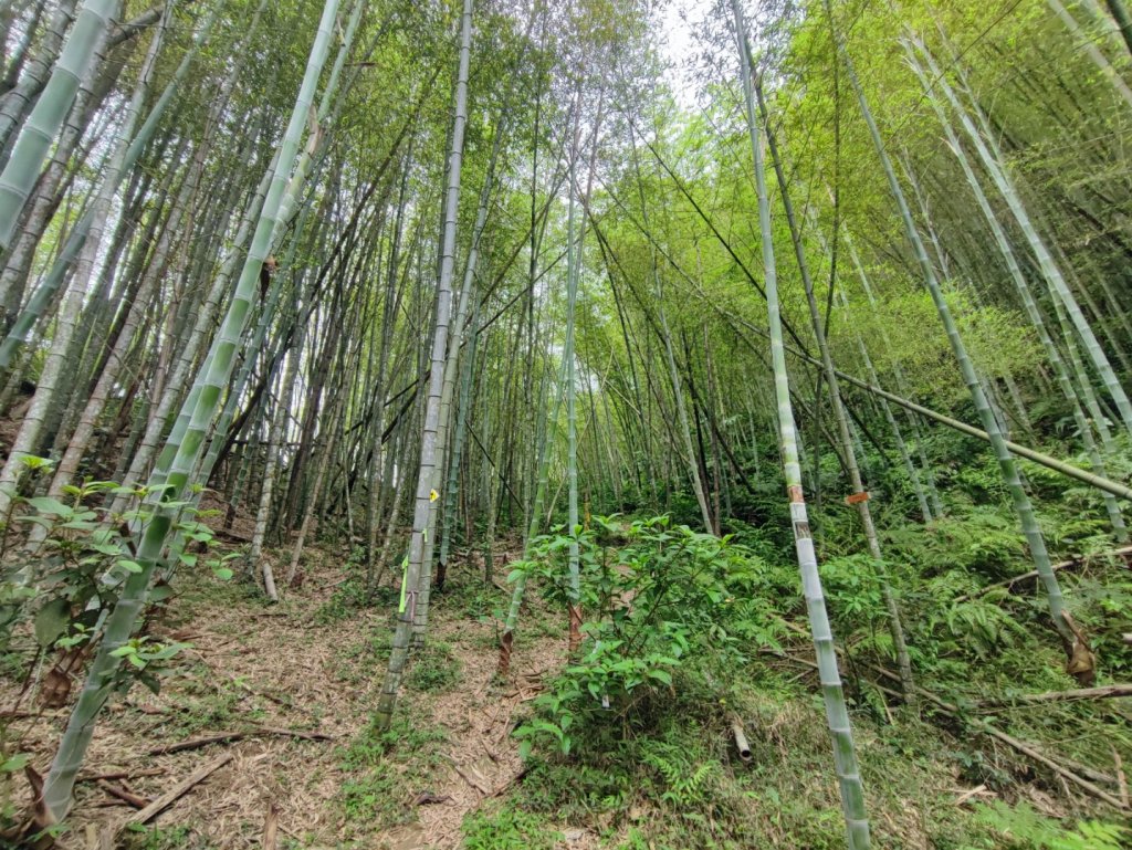 金面山/白石山-小百岳#21-桃園市大溪區_2247884