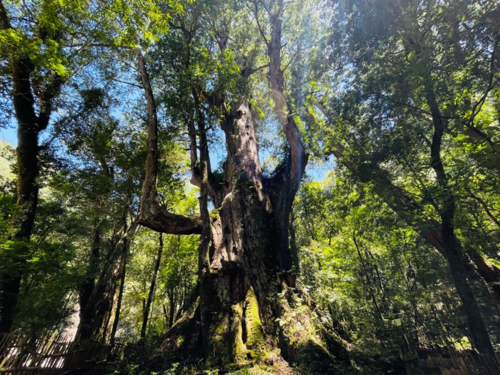 1140825司馬庫斯新巨木園區-司立富瀑布-部落觀景台_2871200