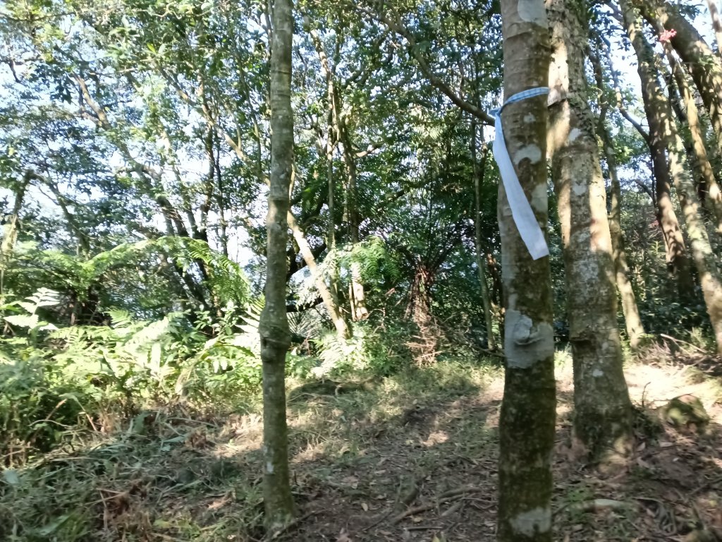 坪林區楣子寮尖+土地公遺址+火燒寮古道+枋山坑古道+枋山坑崙O型_2985639