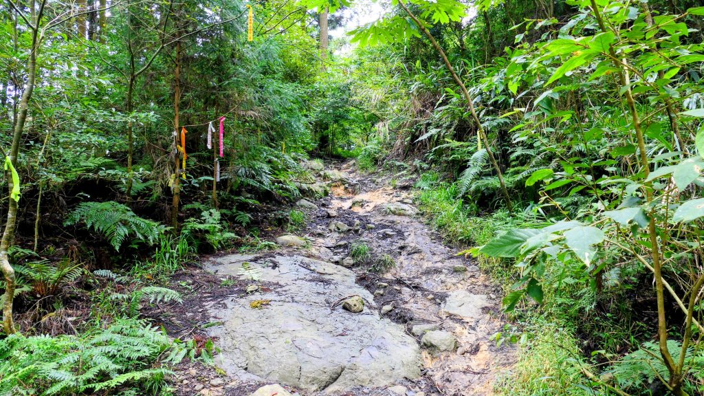 魔幻森林_2882098