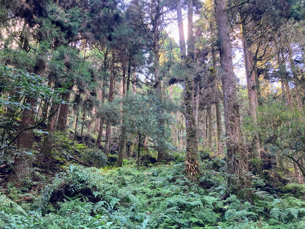 祝山觀日步道(小笠原山)_2649673