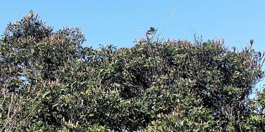 大屯自然公園，菜公坑山，巴拉卡山，逛逛趣_1275502