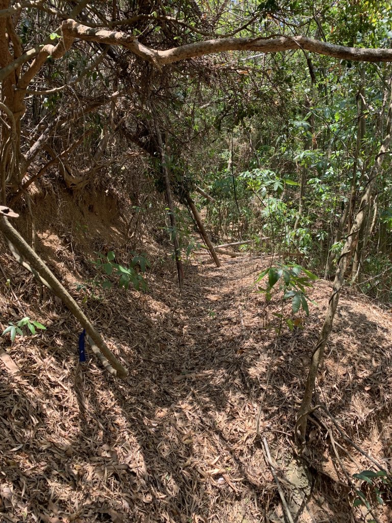 20250503屏東南和山_2781484