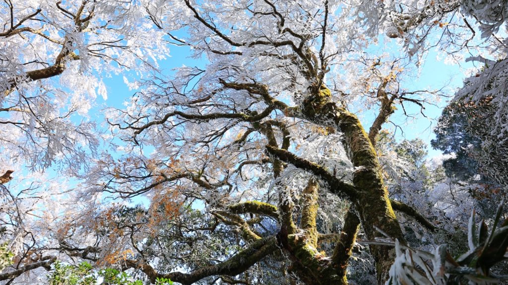 北得拉曼霧淞_1963089