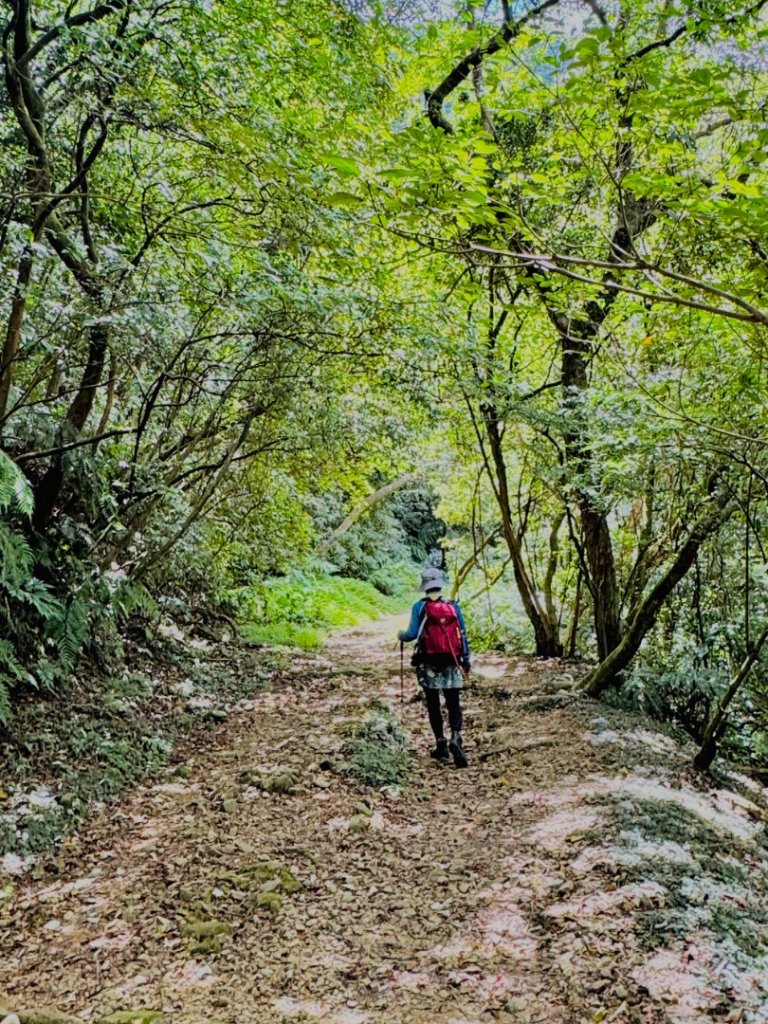 上磺溪橋走魚路古道/金包里城門/擎天崗/冷水坑_2872116