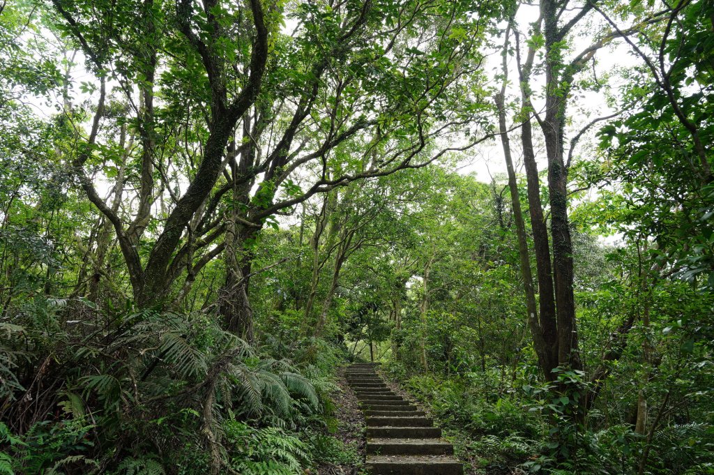 臺北 文山 指南山、猴山岳、魚衡山、大前坑山、猴山坑山、祥光寺後山、金頭山_2774961