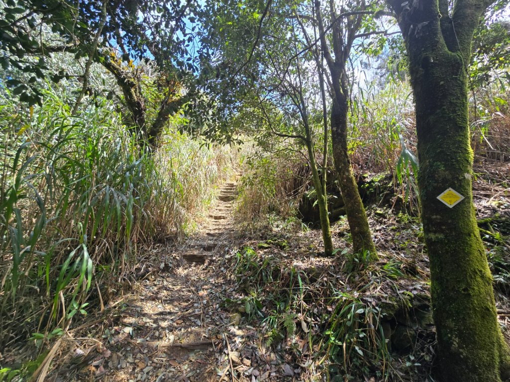 谷關七熊馬崙山_2748779