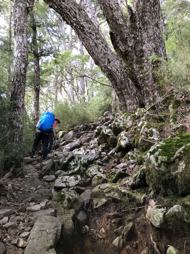 訪一株傲視風霜、獨立卓然的樹—池有品田_207783