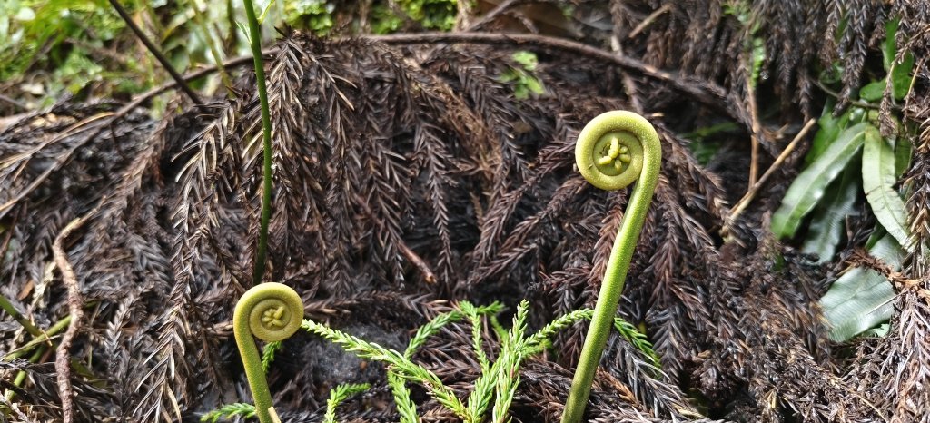 2025/06/07-鳥嘴山步道_2805990