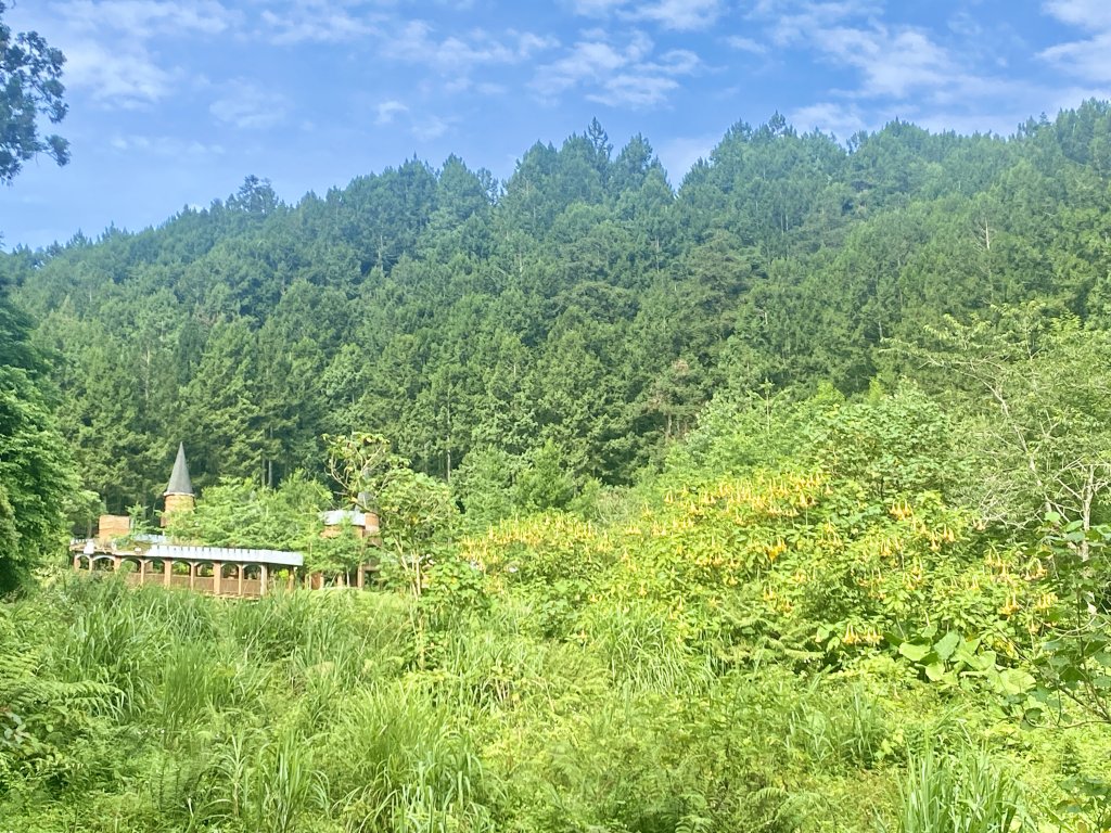 溪頭散步悠遊    2024.5.20_2517687