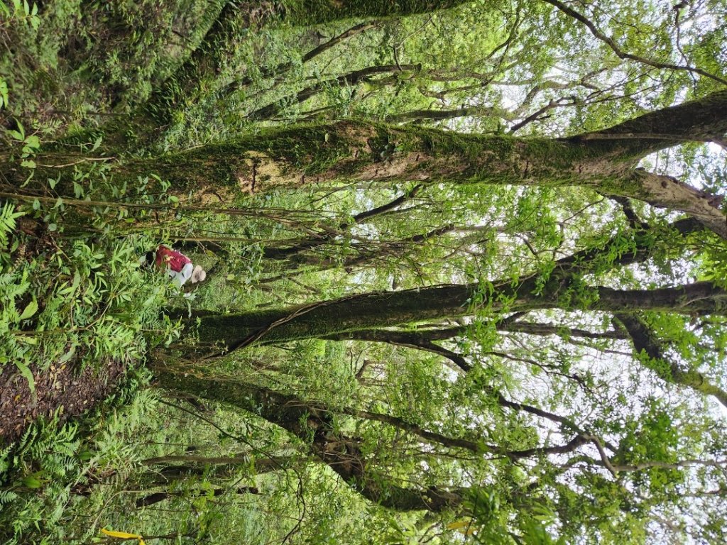 【中級山縱走】魯壁山，東穗山，大島田山，宇老觀景台_2771692