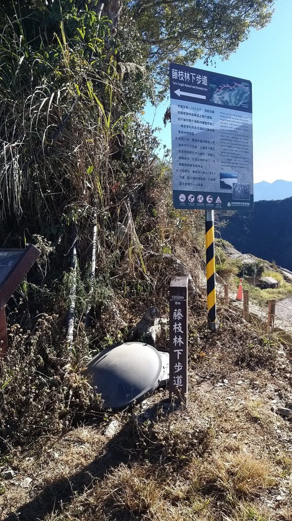 230202-櫻花盛開，梅花暗香，小百岳#068東藤枝山+藤枝山。美美兔預期好天氣，走入山林去。_2038143