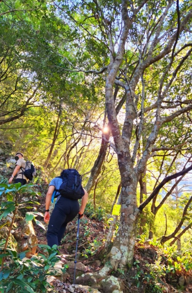 【中級山】五星級步道，谷關七雄馬崙山（八壯士進，斯可巴出）_2744945