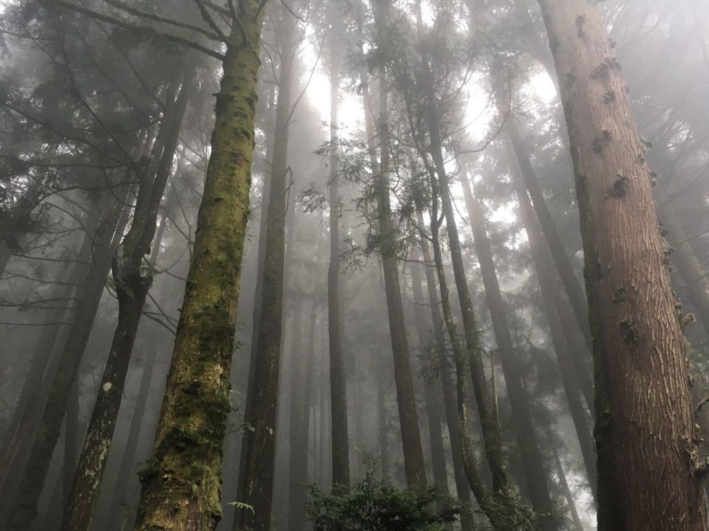 觀霧檜山巨木森林步道_171751