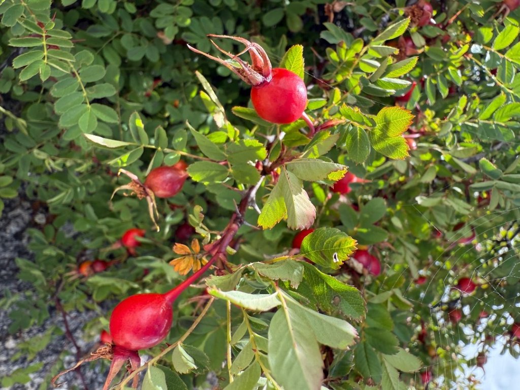 川藏深度之旅33天/A行程_2905929