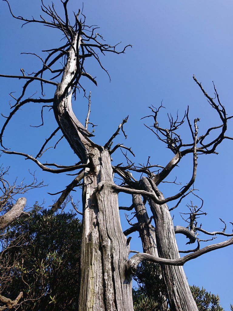 水田林道上貴妃山-鞍部石猴-那結山O型走_1307506