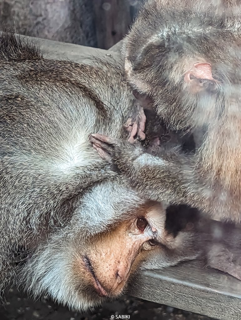 【高雄鼓山】高雄南柴山 - 壽山動物園健行_2026344
