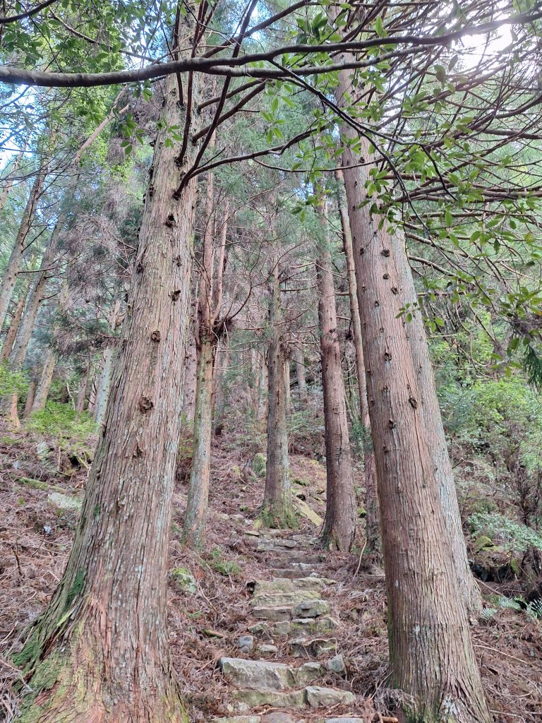 觀霧之榛山O型20241123_2653895