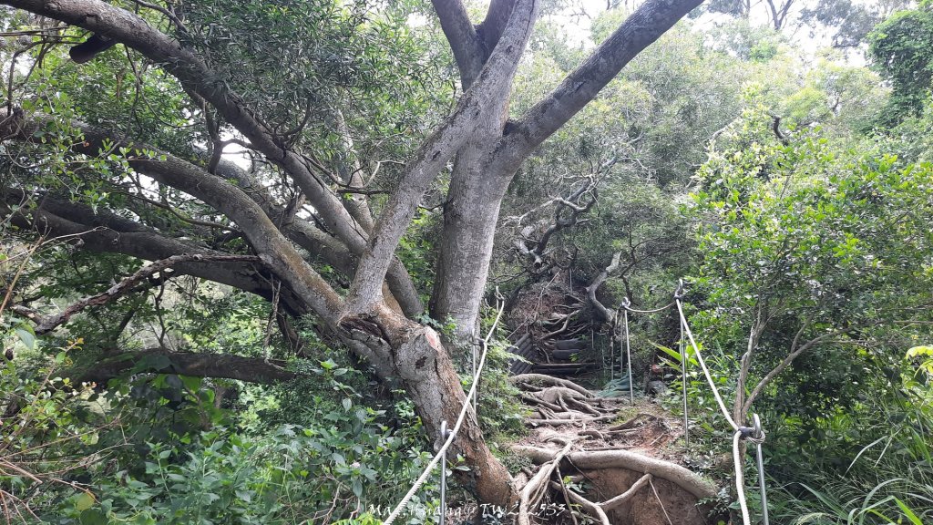 《台中》心靈雞湯｜大肚萬里長城登山步道O繞20250705_2827446