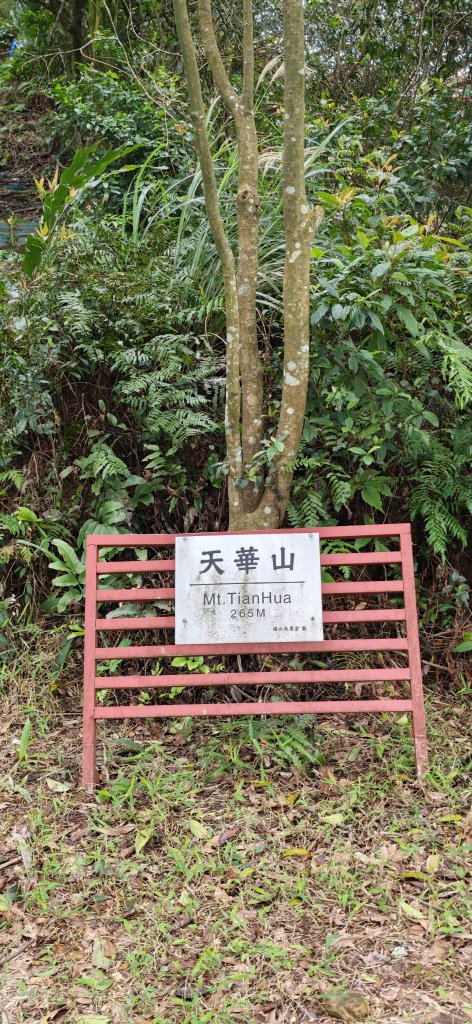 2026-0307 造鎮-文筆山-天華山-南勢角山-蘭花亭-牛伯伯_3015839
